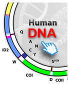 Map of human mitochondrial DNA